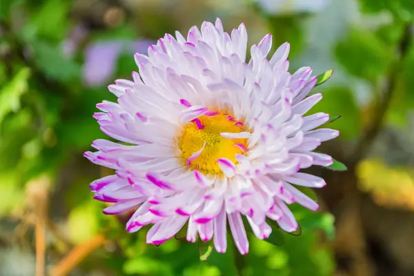 Asters Flowers Light White Pink Flower Aster Close Beautiful Bokeh — Stock Photo, Image