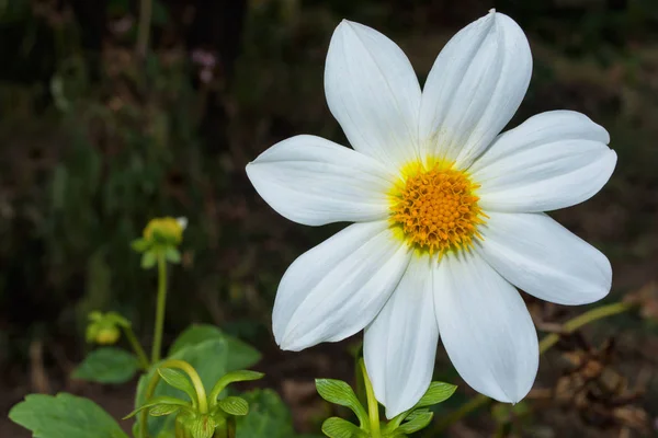 Kwiaty Dahlia Jolly Fellows Biały Kwiat Dahlia Kwiaty Zbliżenie Selektywna — Zdjęcie stockowe