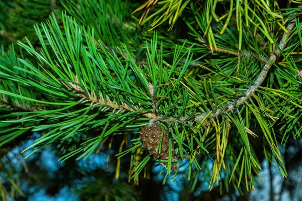 枝に松のコーン 若い緑の森の中の野生の自然の中で松の木に松のコーンを閉じた パインコーンを閉じます 柔らかい選択的フォーカス — ストック写真