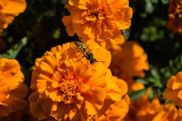 Wasp Vespula Vulgaris Sitter Apelsinblomma Marigold Wasp Närbild Mjukt Selektivt — Stockfoto
