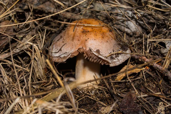 코르티 버섯은 숲에서 자랍니다 클로즈업 부드럽고 선택적 — 스톡 사진