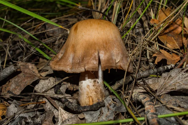 Cogumelo Cortinarius Cogumelo Cresce Uma Floresta Carvalho Densa Escura Closeup — Fotografia de Stock