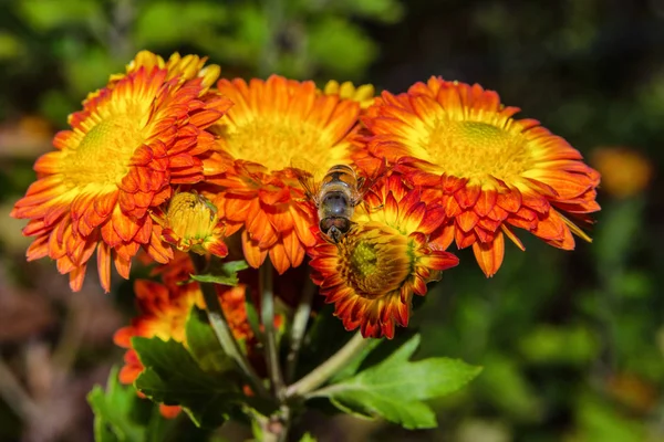 Insekt Fliegenpilz Eristalis Tenax Auf Gelb Roten Blüten Chrysanthemen Garten — Stockfoto