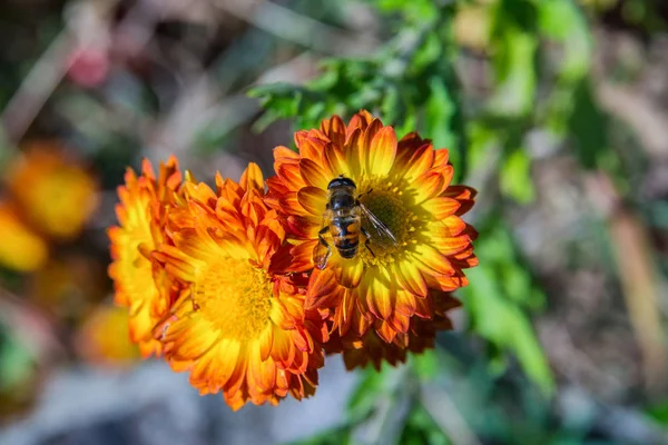 Insectenvlieg Eristalis Tenax Geel Rode Bloemchrysant Tuin Zachte Selectieve Focus — Stockfoto