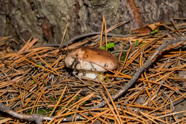 Champiñón Suillus Luteus Creciendo Bosque Pinos Primer Plano Hongos Enfoque —  Fotos de Stock