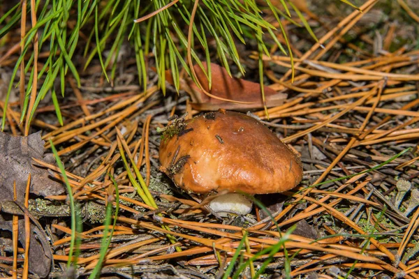 Mushroom Suillus luteus growing in the pine forest. Mushroom closeup. Soft selective focus.