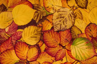 Düşmüş sarı, turuncu, kahverengi ve kırmızı Blackberry yaprakları, sonbahar arka planı. Geriye yakın çekim kalıyor. Seçici odak.