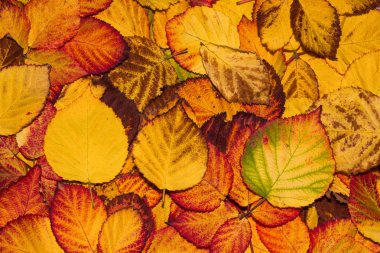 Düşmüş sarı, turuncu, kahverengi ve kırmızı Blackberry yaprakları, sonbahar arka planı. Geriye yakın çekim kalıyor. Seçici odak.