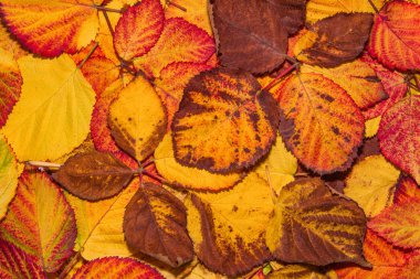 Düşmüş sarı, turuncu, kahverengi ve kırmızı Blackberry yaprakları, sonbahar arka planı. Geriye yakın çekim kalıyor. Seçici odak.