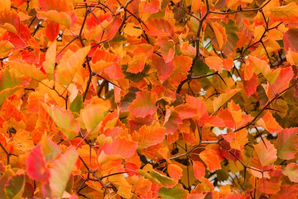 Bright, red, yellow and orange hawthorn leaves on the branches. Autumn Background. Leaves closeup. Selective focus.