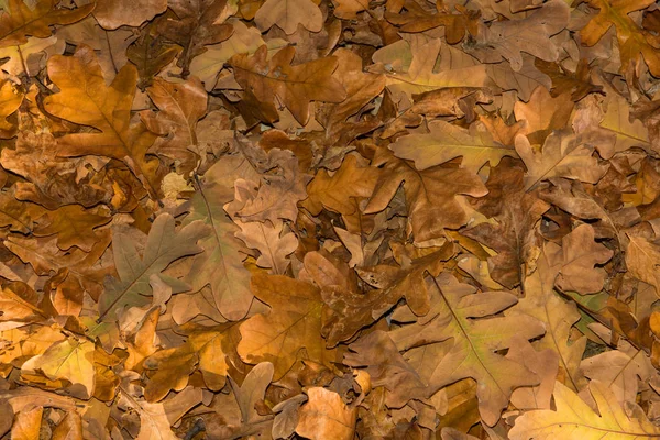 Fallen Oak Leaves Autumn Background Leaves Closeup Selective Focus — Stock Photo, Image