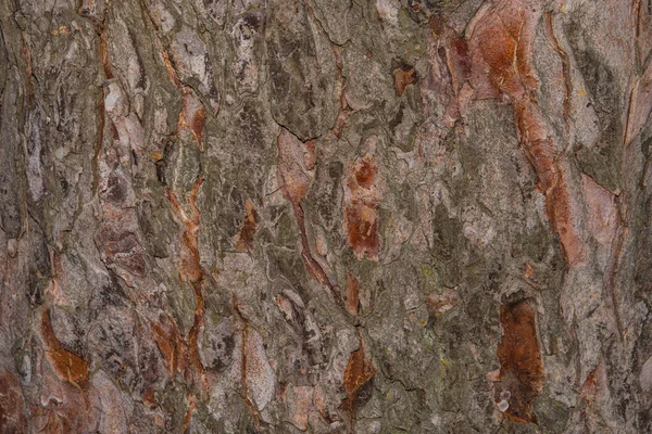 Oak Tree Bark Close Old Wood Tree Bark Texture Selective — Stock Photo, Image