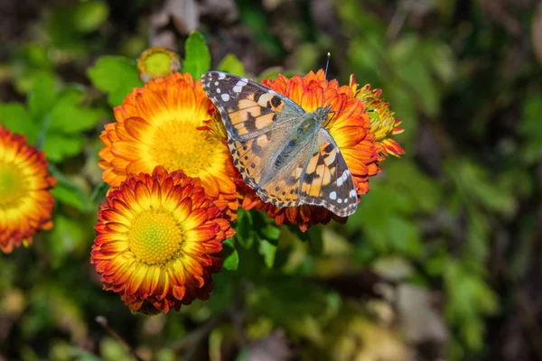 Butterfly Painted Lady Vanessa Cardui Sits Orange Flower Chrysanthemum Butterfly — Stock Photo, Image