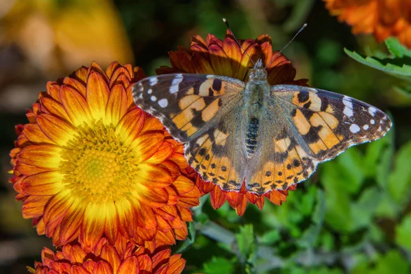 Eine Schmetterlingsbemalte Dame Vanessa Cardui Sitzt Auf Einer Orangefarbenen Blüte — Stockfoto