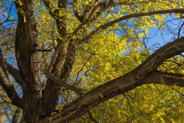 Yaşlı dişbudak ağacından (Fraxinus) büyük bir taç. Çatlak ağaç dalları. Sonbahar sarısı, yeşil yapraklar mavi gökyüzüne karşı.