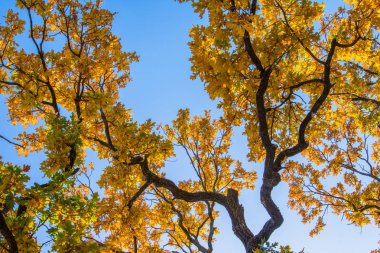 Asırlık Meşe Tacı (Quercus). Ormandaki sarı meşe ağacı, mavi gökyüzü ve güneş ışığı. Ağacın kıvrık dalları.