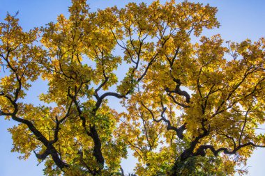 Sonbahar ağacı. Asırlık meşe ağacından (Quercus) büyük bir taç. Ağacın kıvrık dalları.