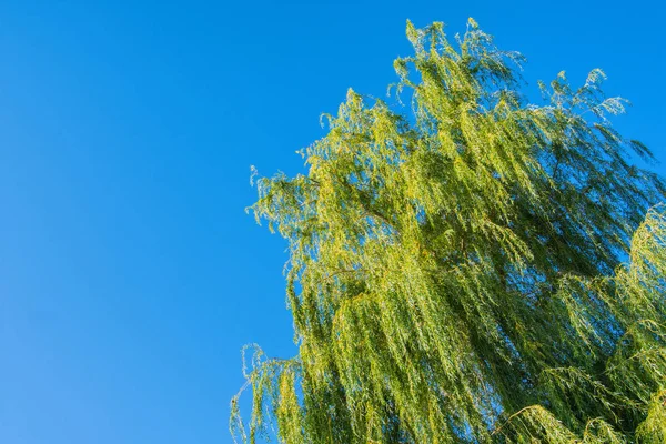 太陽が昇ることによって照らされた大きな柳の木 Salix 緑の木の葉と青空 テキストのスペース — ストック写真