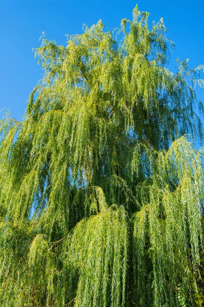 太陽が昇ることによって照らされた大きな柳の木 Salix 緑の木の葉と青空 垂直画像 — ストック写真