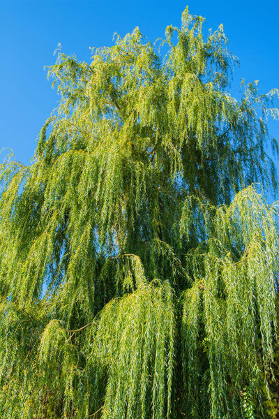 Crown of a large Willow tree (Salix), illuminated by the rising Sun. Green tree leaves and blue sky. Vertical image.