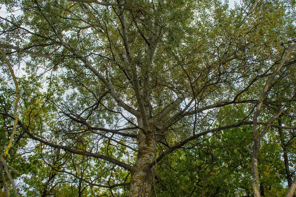 大型樹冠アスペン Populus Tremula 黄色の苔で枝が生い茂る 秋の黄色 曇った空に対する緑の葉 — ストック写真