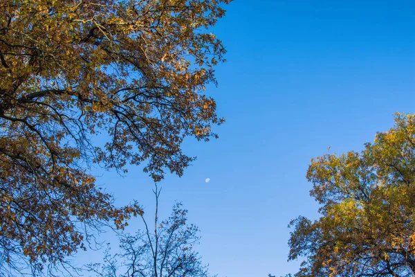 Herbsteichenwald Quercus Frühen Morgen Das Kronendach Der Eichen Der Blaue — Stockfoto