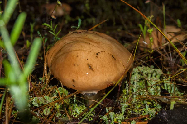 雨后苔藓中美丽的小蘑菇黄曲霉或软糖杰克 黄曲霉特写镜头 软焦点 — 图库照片