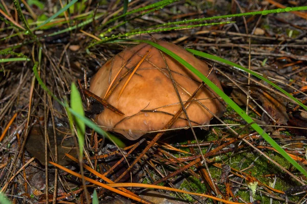 Bonito Cogumelo Jovem Suillus Luteus Jack Escorregadio Grama Após Chuva — Fotografia de Stock