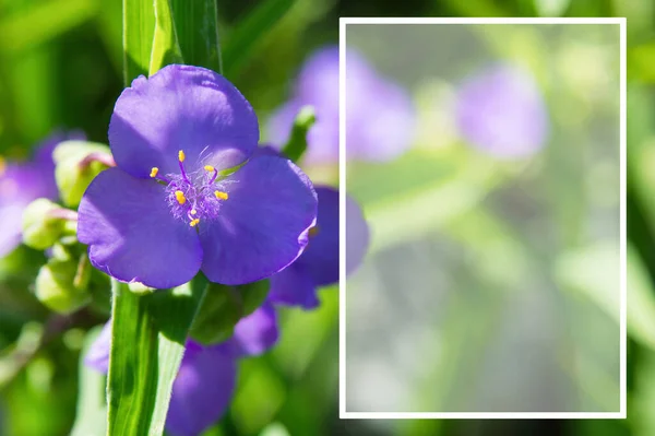 Piękny Purpurowy Kwiat Tradescantia Ogrodzie Zbliżenie Miejsce Tekst Skupienie Selektywne — Zdjęcie stockowe