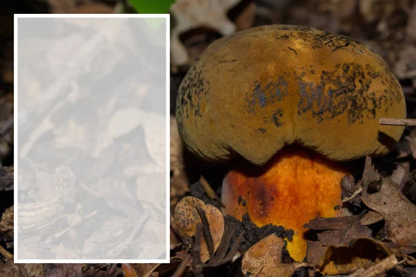 Suillellus Luridus Mushroom 이름은 Boletus Luridus 주변의 어두운 Lurid Bolete — 스톡 사진