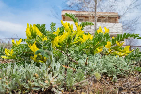 Цветущее Растение Astragalus Woolly Flowered Astragalus Downy Flowered Astragalus Dasyanthus — стоковое фото