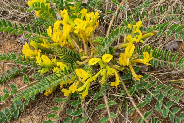 花草黄芪 Astragalus Downy 或多毛花黄芪 Astragalus Dasyanthus 药物草原植物的特写 有选择的重点 — 图库照片#