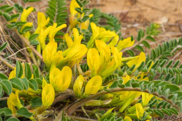 Gyapjas Virágú Astragalus Astragalus Dasyanthus Sárga Virágai Orvosi Sztyeppnövény Közelkép — Stock Fotó