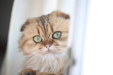 Zencefil bir İskoç katlanmış kedi büyük yeşil gözlü güzel portresi