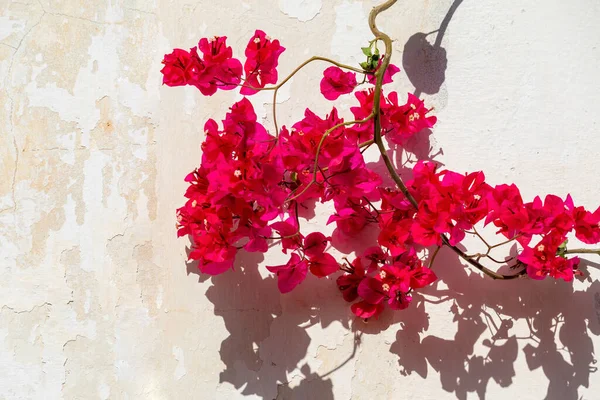 Bougainvillea Spectabilis Una Especie Planta Fanerógama Perteneciente Familia Las Asteráceas Imágenes De Stock Sin Royalties Gratis