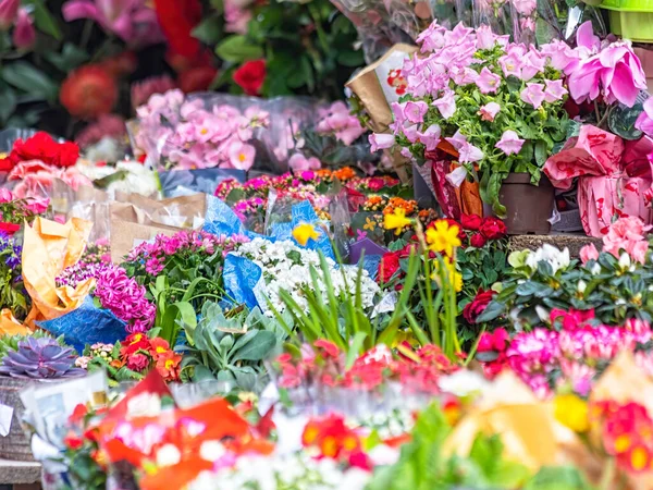 Flores Primavera Variedad Para Comprar —  Fotos de Stock