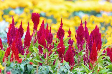 Celosia, araranth familyasından yenebilir ve süs bitkilerinin küçük bir türüdür.. 