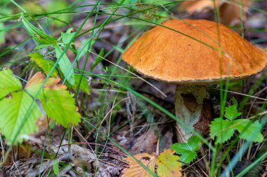 Leccinum, Boletaceae familyasından bir mantar cinsidir. Bu isim önce Boletus cinsi içindeki bir dizi mantara verildi, sonra geçen yüzyılda yeni bir cins olarak üretildi.