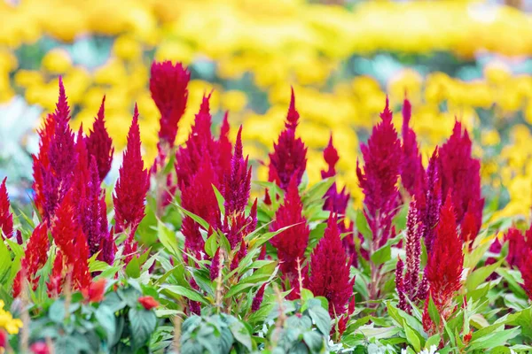 Celosia Género Plantas Con Flores Perteneciente Familia Amarantaceae Fotos De Stock