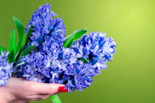 Hyacinth buketi parlak yeşil bir arka planda izole edilmiş.