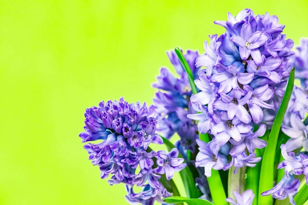 Hyacinth buketi, parlak yeşil arka planda izole edilmiş.