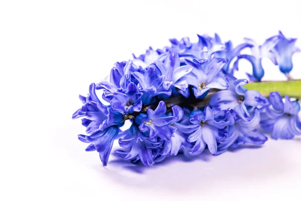 Sümbül çiçeği beyaz arkaplanda izole