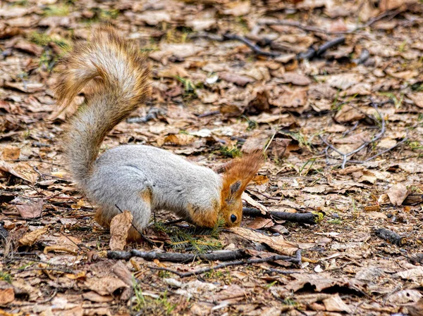 먹이를 다니는 조심성 우스꽝 스러운 다람쥐 — 스톡 사진