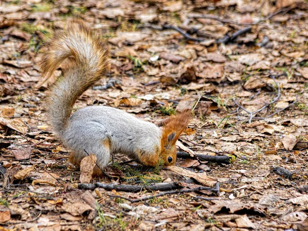 Prudent Drôle Écureuil Sertissage Pour Nourriture — Photo