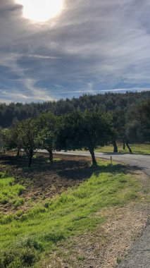 karayolu ile zeytin ağaçları