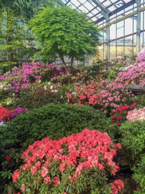 bahar bloom sera içinde