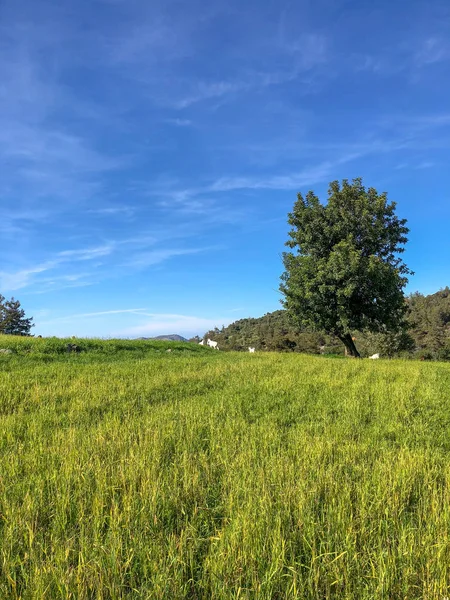 yeşil çayır on ağacının