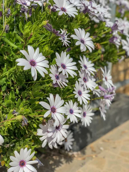 white flowers on the fence