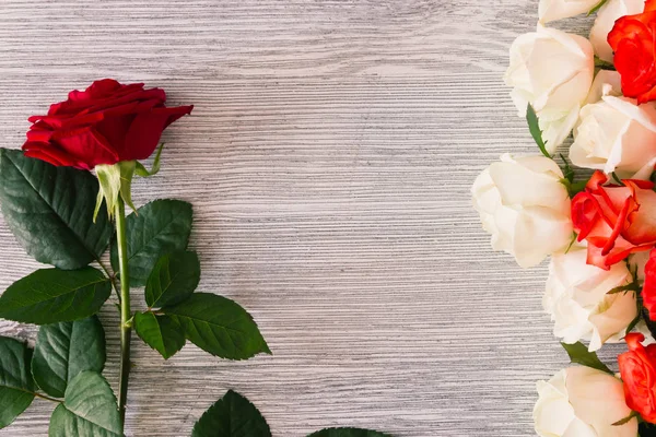 Eine Reihe Weißer Und Roter Rosen Und Eine Dunkelrote Rose — Stockfoto