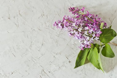 Leylak üst görünümü Sprig